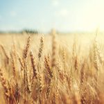 golden wheat field and sunny day