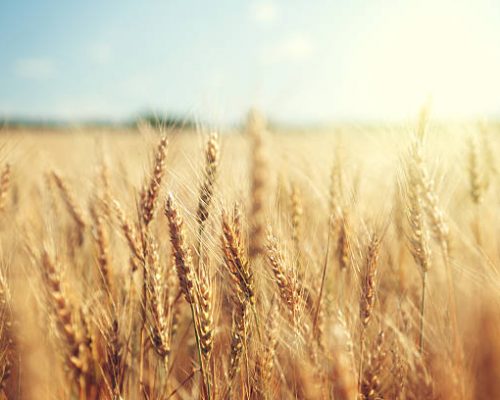 golden wheat field and sunny day