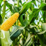 Corn cob with green leaves growth in agriculture field outdoor