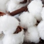 Cotton wool close up against wooden background close up